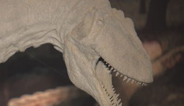 A slice of Jurassic Park in Pittsburgh, going inside The Jurassic Alcove | KD Sunday Spotlight