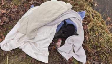 Dog found zip-tied and abandoned in northern Pennsylvania: "Heinous acts of torture"