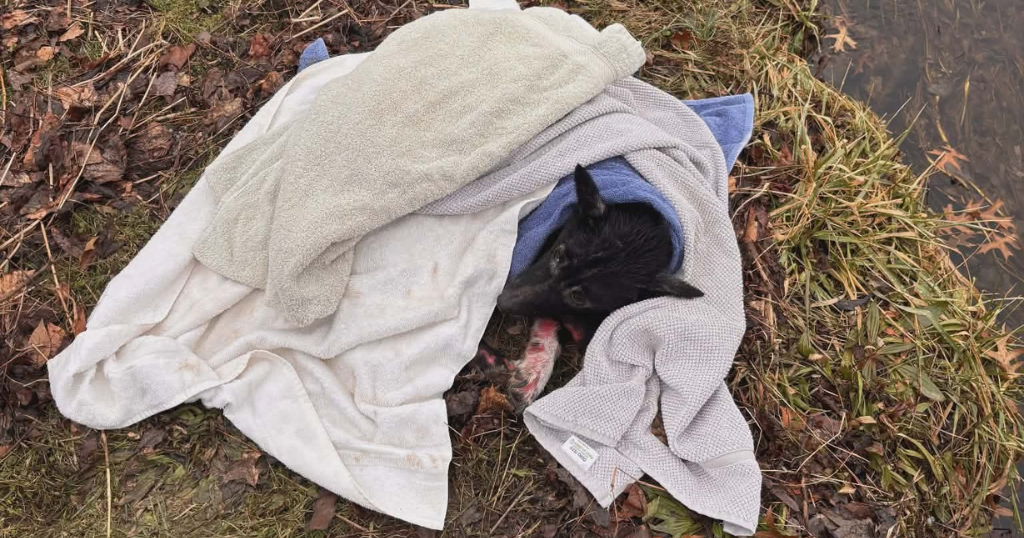 Dog found zip-tied and abandoned in northern Pennsylvania: "Heinous acts of torture"