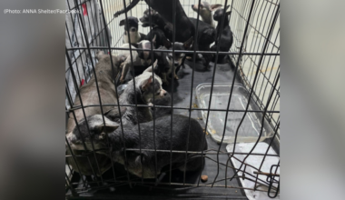 26 chihuahuas rescued from Pennsylvania house fire
