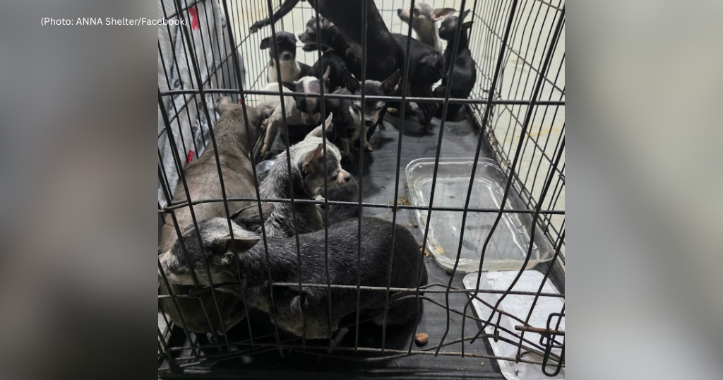 26 chihuahuas rescued from Pennsylvania house fire