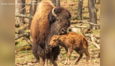 Baby bison born at South Park Game Preserve