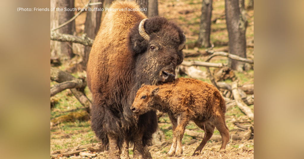 Baby bison born at South Park Game Preserve