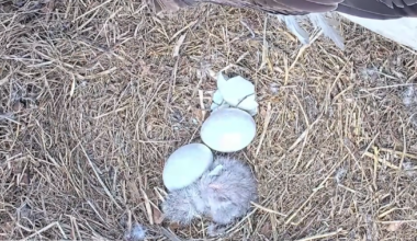 1st eaglet hatches at U.S. Steel bald eagle nest