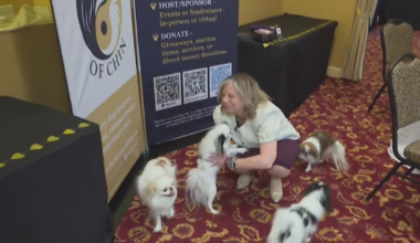 When dogs get sick and the bills pile up, a Pittsburgh nonprofit helps man's best friend | KD Sunday Spotlight