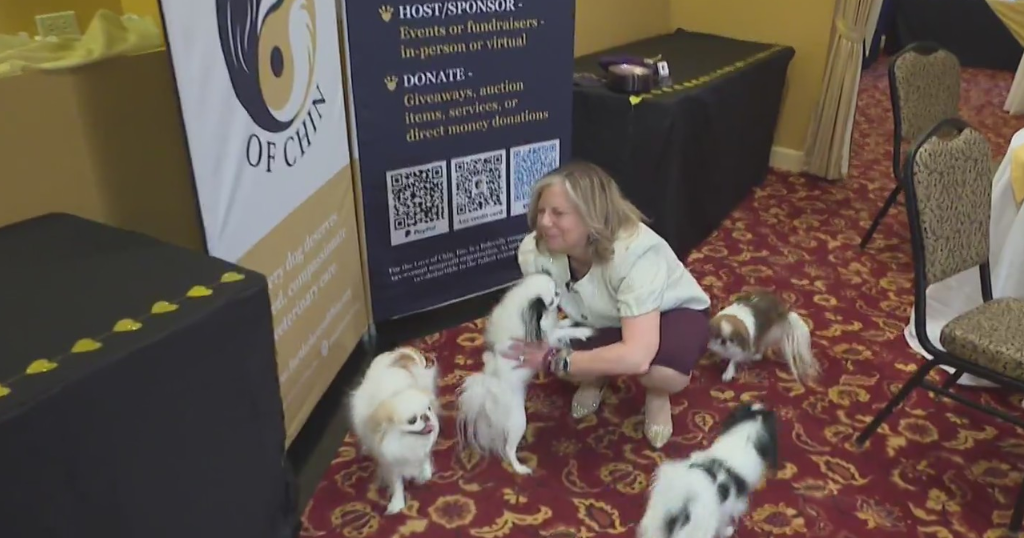 When dogs get sick and the bills pile up, a Pittsburgh nonprofit helps man's best friend | KD Sunday Spotlight