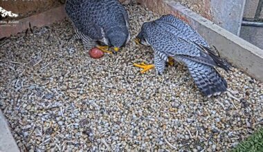 Record number of peregrine falcons counted in Allegheny County