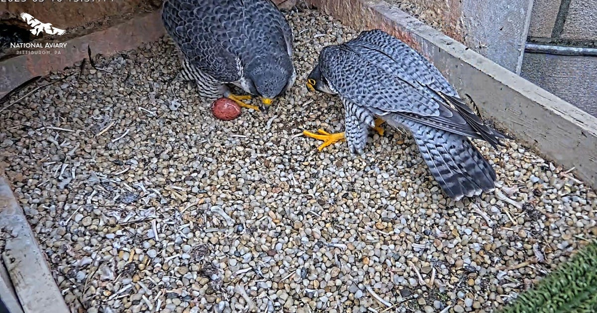 Record number of peregrine falcons counted in Allegheny County