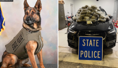 40 pounds of marijuana seized in Delaware County with help from Pennsylvania State Police K-9