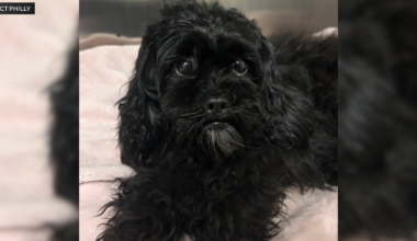Dog rescued from SEPTA train platform in West Philadelphia