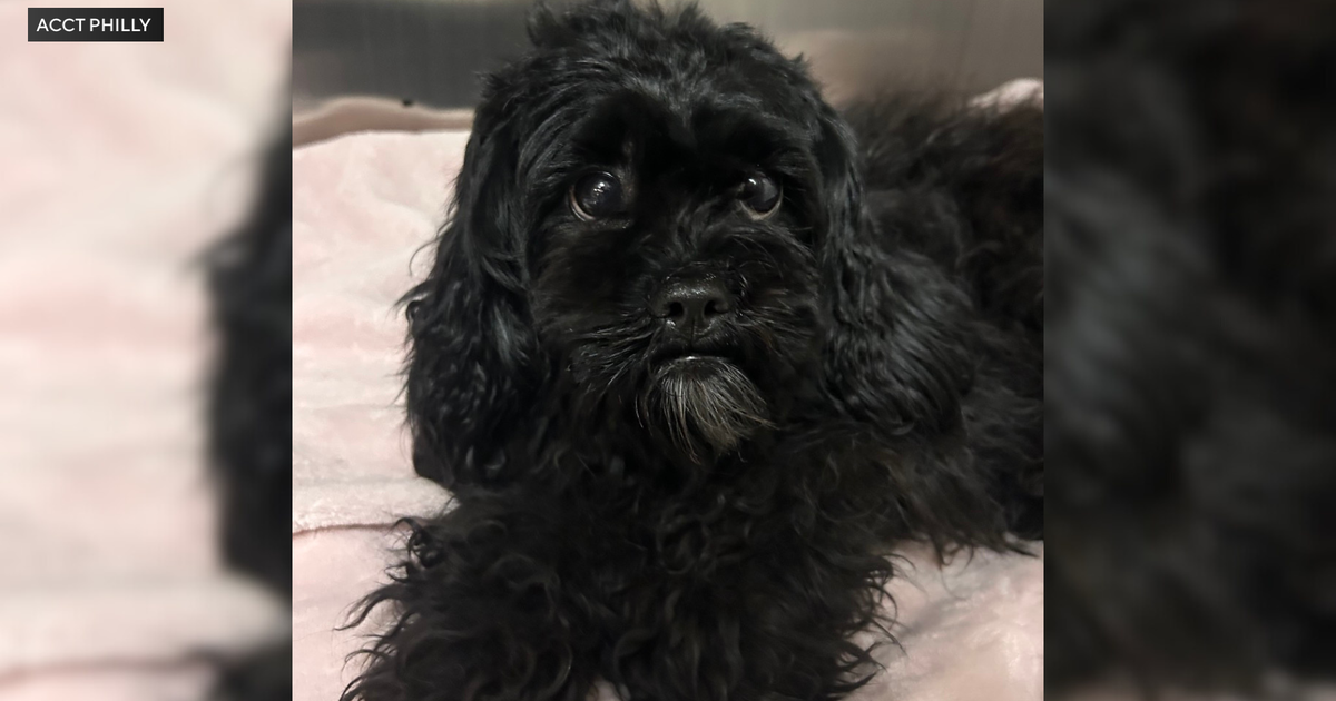 Dog rescued from SEPTA train platform in West Philadelphia