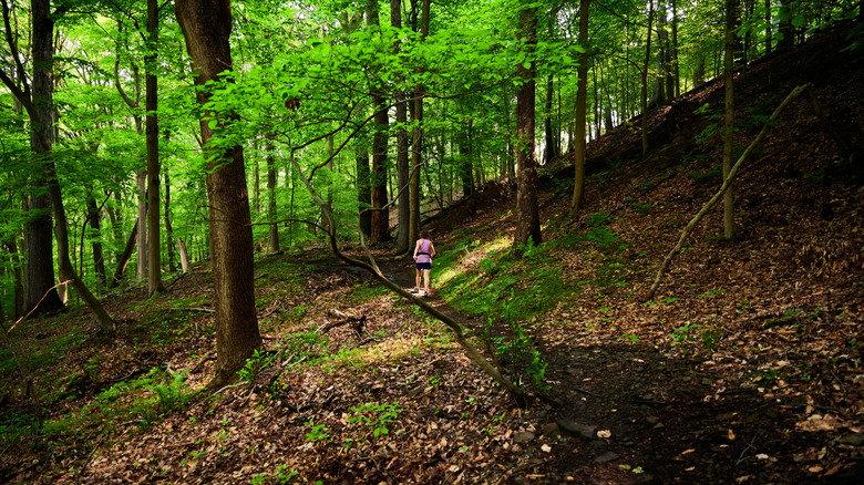Woman jogs through dense forest along trail in Pittsburgh.