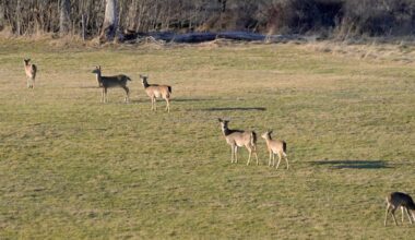 Southwestern Pa. farmers are taking huge losses as deer decimate crops. A Washington County contingent is fighting back.