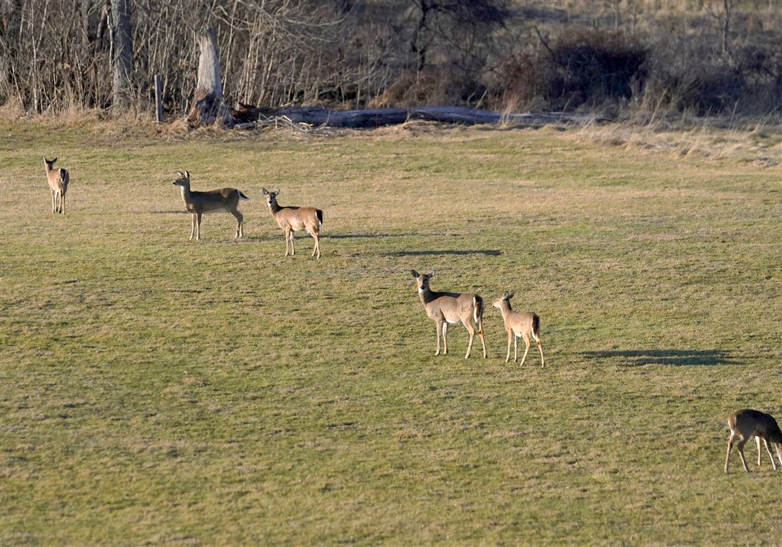 Southwestern Pa. farmers are taking huge losses as deer decimate crops. A Washington County contingent is fighting back.