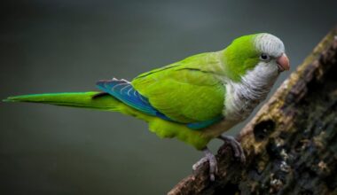 Pittsburgh-Area Man Charged With Parakeet Abuse