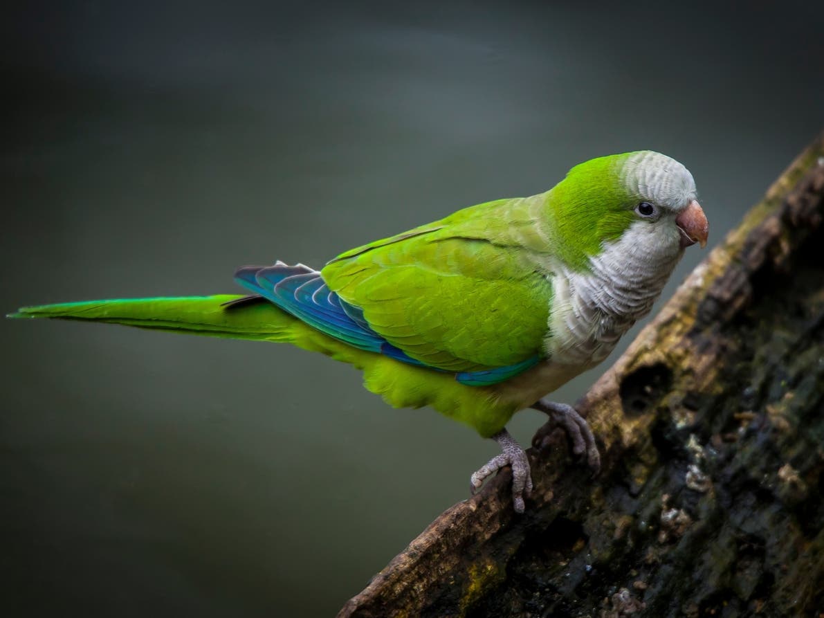 Pittsburgh-Area Man Charged With Parakeet Abuse