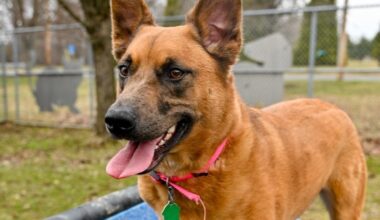 Meet Paris: Lower Bucks Countys Shelter Pet Of The Week