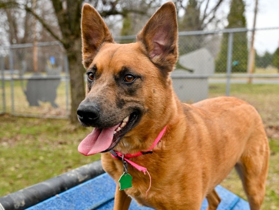 Meet Paris: Lower Bucks Countys Shelter Pet Of The Week