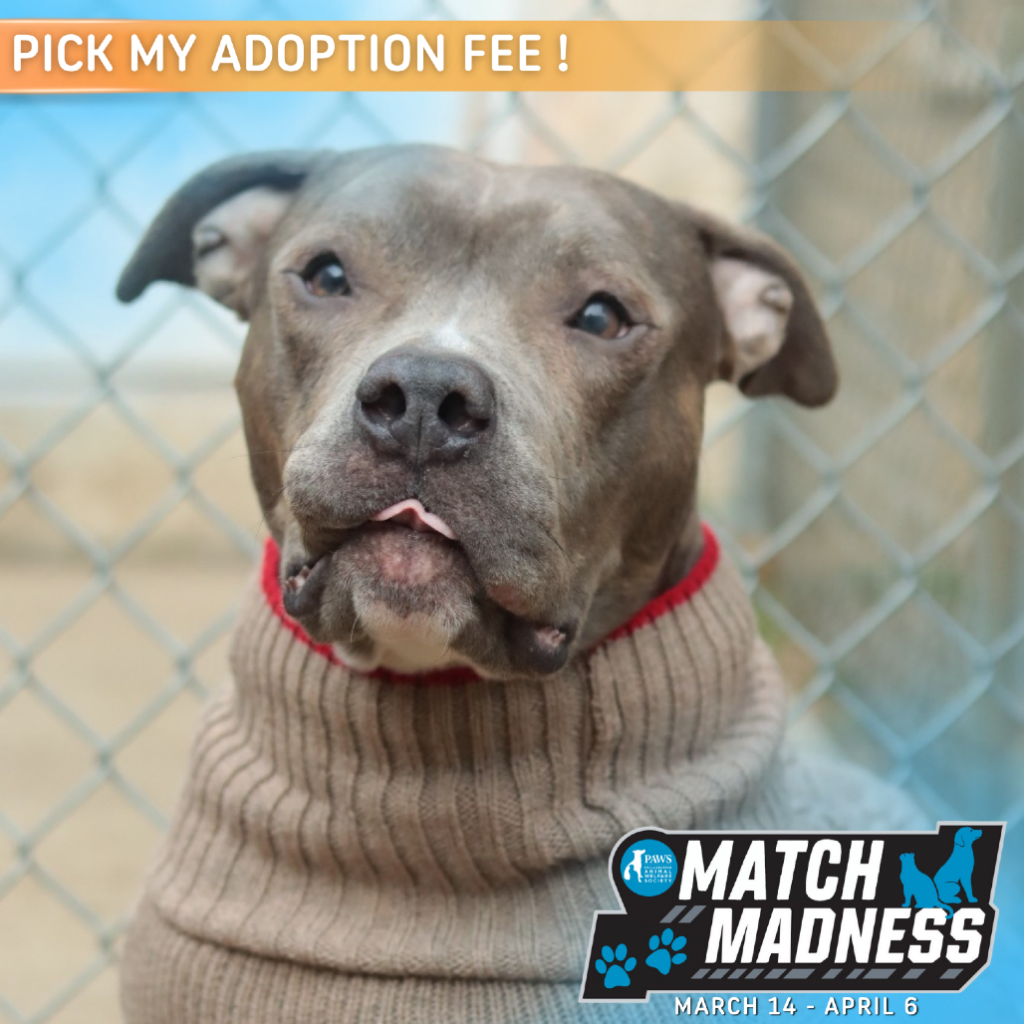 A close-up photo of Bubba the dog