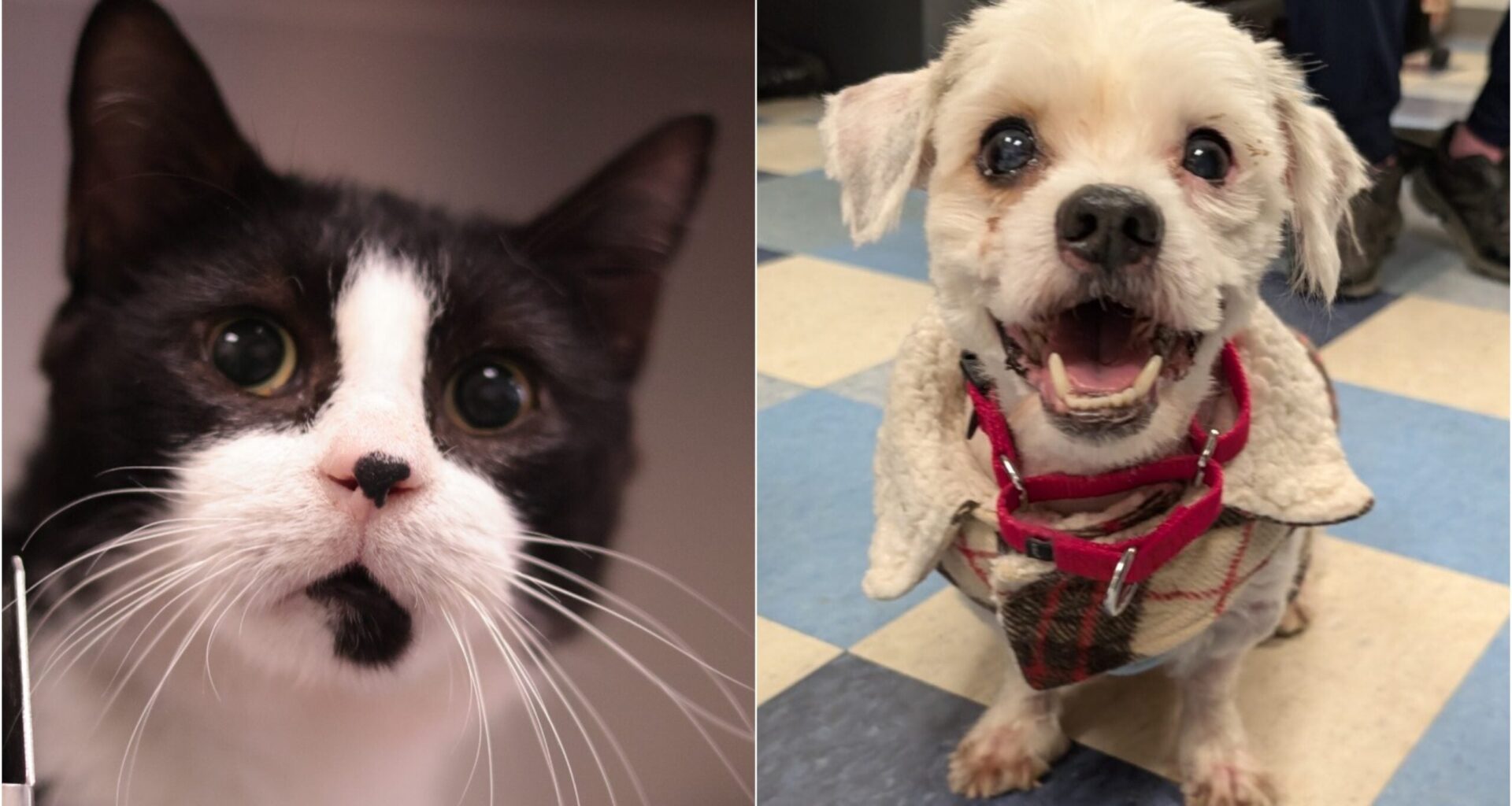 Philly PAWS cutting adoption fees for ‘Match Madness’