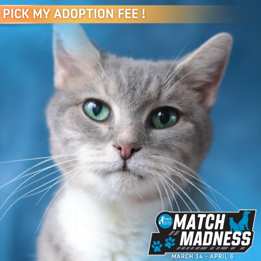 A close-up photo of Olive the cat