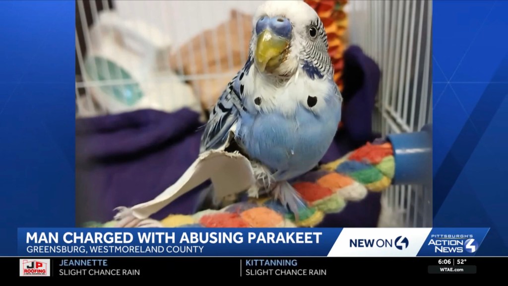 A blue and white parakeet with some missing feathers around its chest stands on a colorful perch.