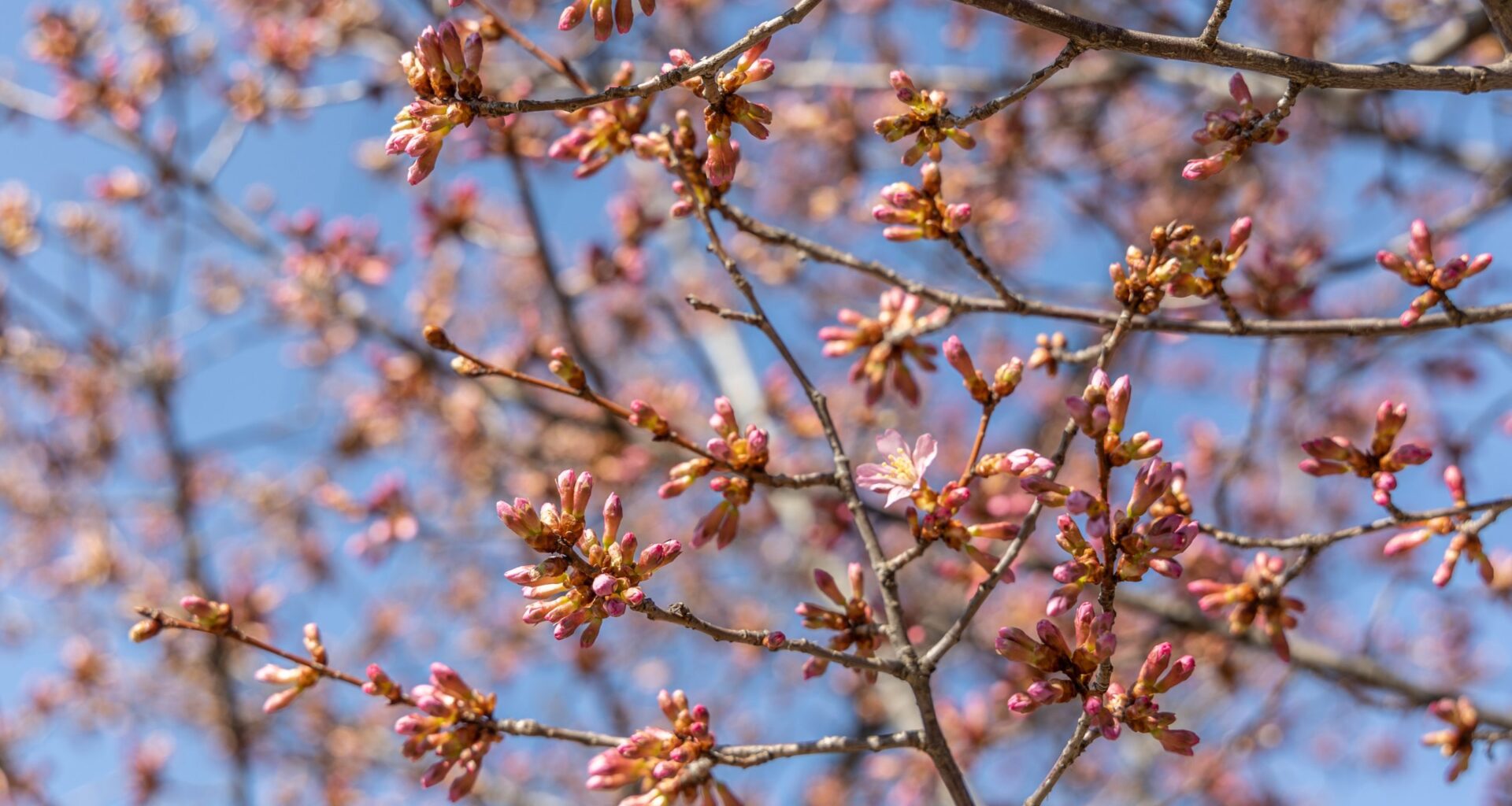 Here’s where you can see cherry blossoms in Philly