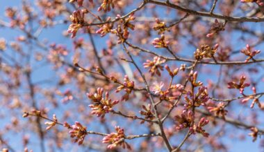 Here’s where you can see cherry blossoms in Philly