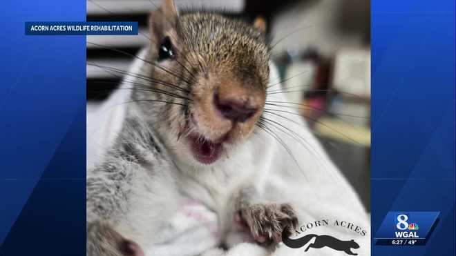 berks county woman aids squirrel with overgrown teeth