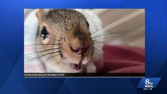 berks county woman aids squirrel with overgrown teeth