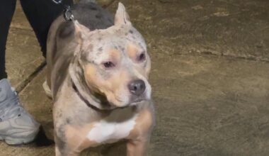 After 3 dogs attack woman, dog in Olney, ACCT Philly says filing dangerous dog charges can be complex