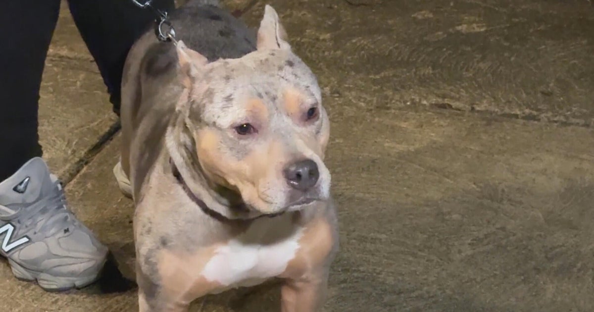 After 3 dogs attack woman, dog in Olney, ACCT Philly says filing dangerous dog charges can be complex
