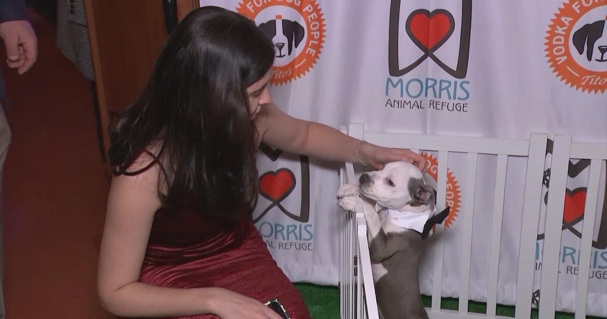 Philadelphia Fur Ball helps find home for rescue pets, supports 150-year-old animal shelter