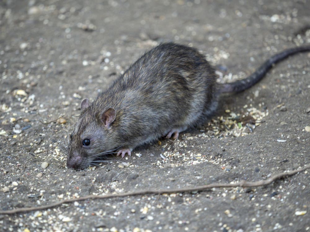 Pittsburgh Bar Plagued By Rat Problem: New Info