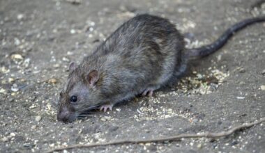 Possible Rodent Hair Triggers Product Recall In Many PA Supermarkets