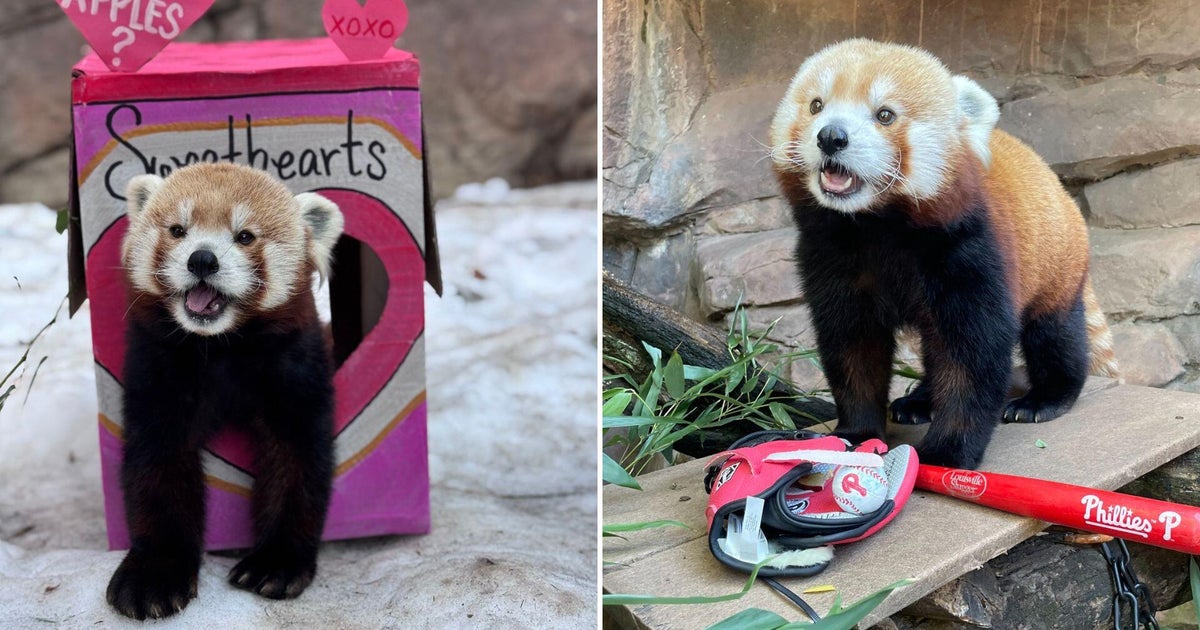 Philadelphia Zoo says goodbye to Khumbie the red panda: "a friend to all (especially if you had snacks)"