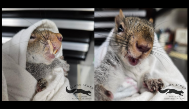 Berks County woman aids squirrel with overgrown teeth