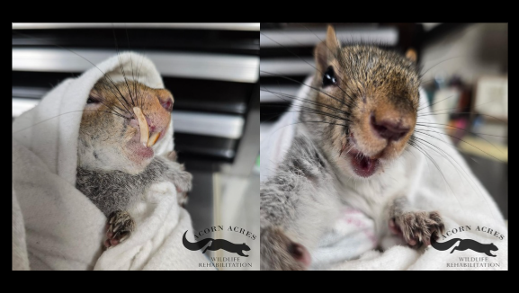 Berks County woman aids squirrel with overgrown teeth