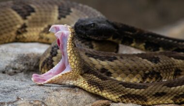 6 Most Rattlesnake Infested Areas in Pennsylvania