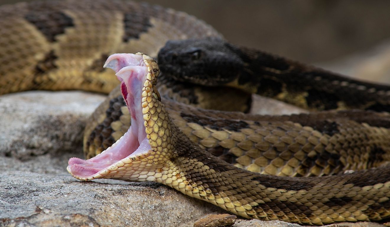 6 Most Rattlesnake Infested Areas in Pennsylvania