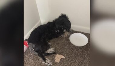 2 women charged after dog abandoned in Westmoreland County apartment dies