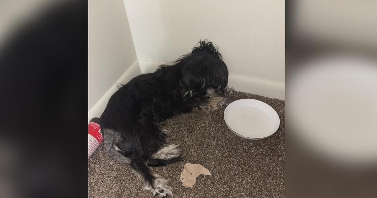 2 women charged after dog abandoned in Westmoreland County apartment dies