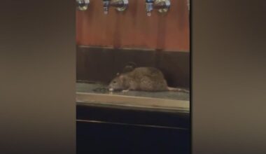 Viral video shows rat running around beer taps at bar in Pittsburgh