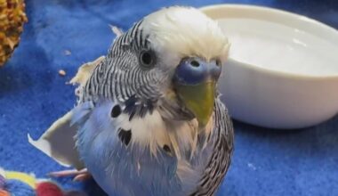 Greensburg man charged with bringing bird to bar in his pocket