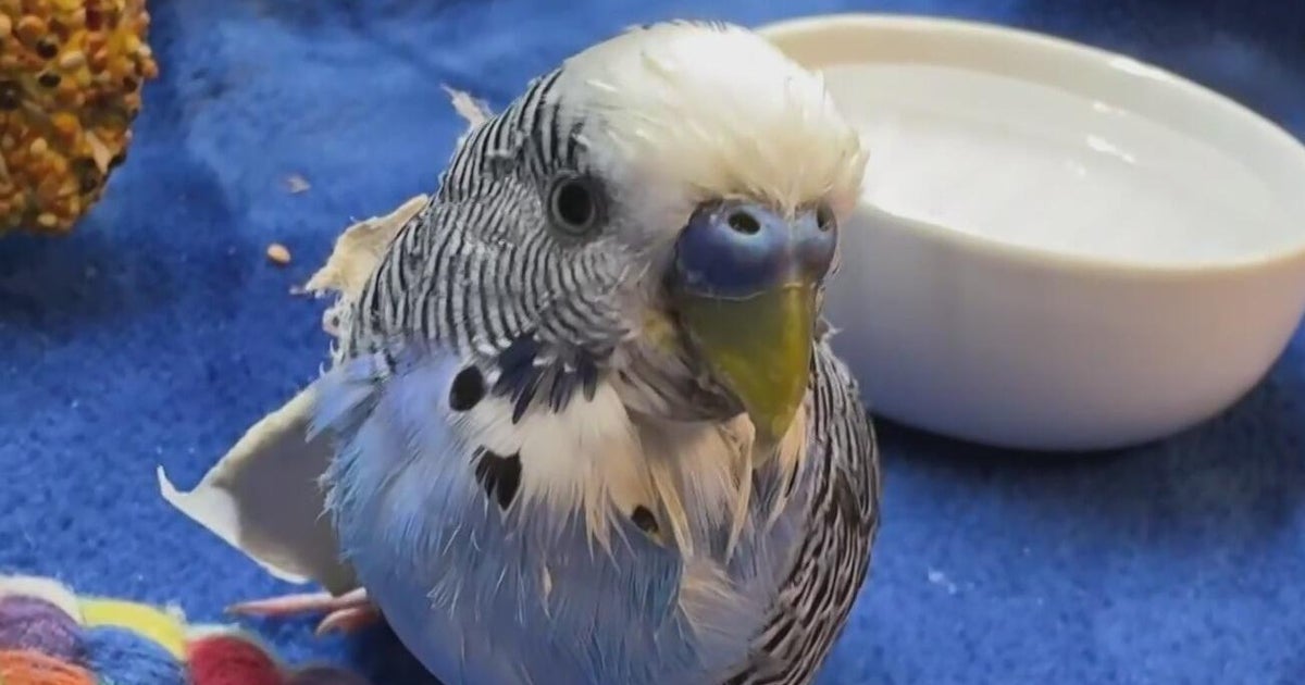 Greensburg man charged with bringing bird to bar in his pocket