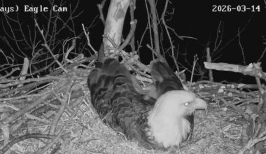 Pittsburgh eagle cam captures chilling coyote howls: "Never heard anything like this"