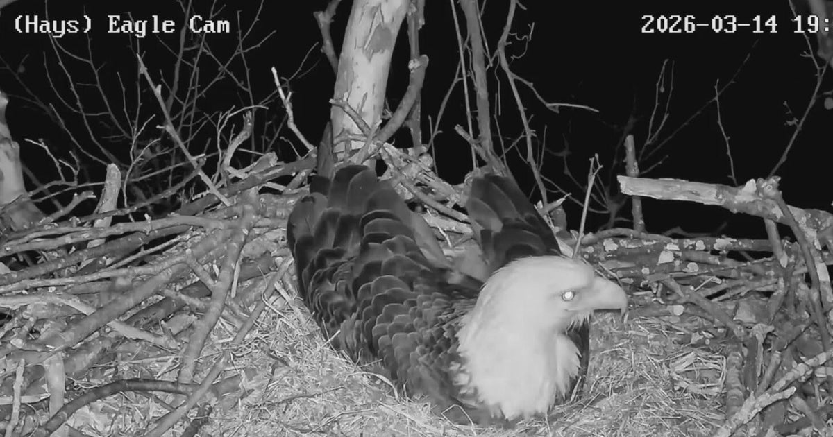 Pittsburgh eagle cam captures chilling coyote howls: "Never heard anything like this"