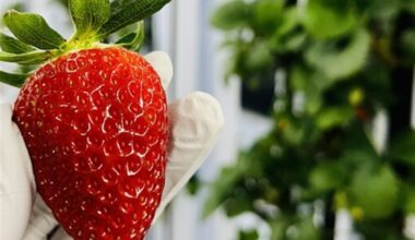 GetBlok grows Pittsburgh strawberries out of season with the help of technology