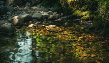 Penn State Extension to Host Budget-Friendly Stream Repair Workshop