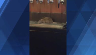 Urban Tap in South Side addresses viral video showing rat on beer taps